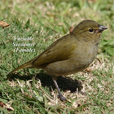 Variable Seedeater